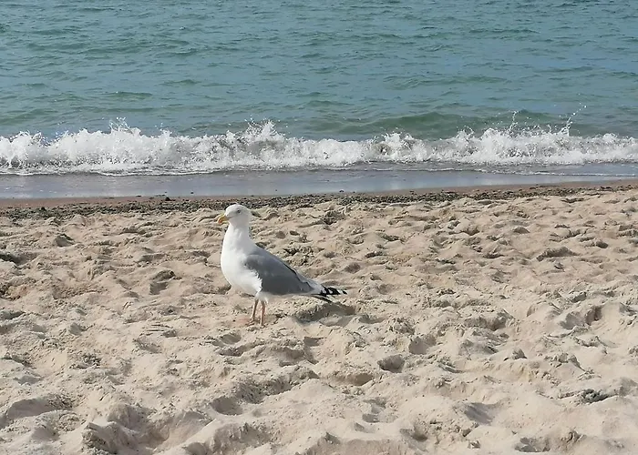 Brzozowy Zakatek Hébergement de vacances