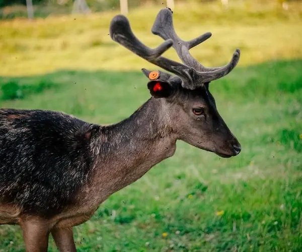 Hébergement de vacances Brzozowy Zakatek Dąbki